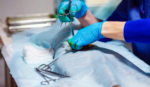 servicio cirugia ceuvet veterinarios ceutí